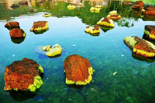 [-]Ngỡ[-]ngàng[-]trước[-]vẻ[-]đẹp[-]mùa[-]rêu[-]biển[-]Nhơn[-]Hải